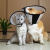 Vòng chống liếm - Loa chống liếm cho thú cưng – CutePets