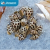 Ốc Hương Biển Lớn Size 30 - 40con/kg