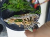 Bọ biển tươi sống