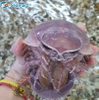 Bọ biển tươi sống