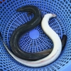 Cá Chình Suối