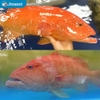 Cá Mú Đỏ Sống