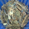 Ghẹ Nhàn Xanh Phan Thiết Sống Size 3 - 4 con/kg