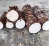 2 Kg Củ bạc hà (củ ráy rừng) mọc tự nhiên tươi làm thuốc hoặc trồng làm cảnh