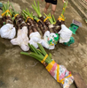 2 Kg Củ bạc hà (củ ráy rừng) mọc tự nhiên tươi làm thuốc hoặc trồng làm cảnh