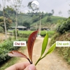 Trà tím – Sản vật quý hiếm của nông sản Việt