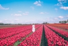 du-lich-phap-bi-ha-lan-hoi-hoa-tulip-keukenhof
