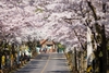 tour-dac-sac-han-quoc-5n4d-cho-mua-la-do