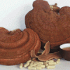 NẤM LINH CHI NHẬT BẢN NISSAN REISHI 50 GÓI ( HÀNG NHẬP CÔNG TY CHÍNH NGHẠCH)