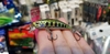 Cá giả Minnow DW63 (55mm-5g)