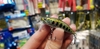 Cá giả Minnow DW63 (55mm-5g)