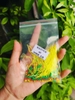 Dù PE độ đầu cần tay buộc sẵn