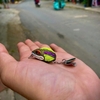 Nhái hơi Toman Chado Răng cưa Mini (30mm-6g)