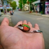Nhái hơi Toman Chado Răng cưa Mini (30mm-6g)