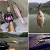 Cá giả Minnow Elitelure Puma 50s (6.5g-50mm)
