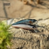 Cá giả Minnow Kingdom Jerkbait 5339 (90mm-8.9g)