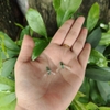 Tách thẻo chống rối khóa số 8 (Vỉ 10c)