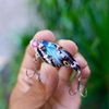 Cá sắt cánh bướm LK