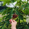 Phao đèn Mỹ Nhân Ngư M8DN