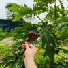 Phao đèn Mỹ Nhân Ngư M8DN
