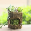 Chậu hoa sen đá mẹ con nhím sen đá các loại