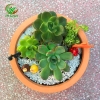 Chậu hoa sen đá mẹ con nhím sen đá các loại