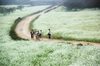 Du lịch Mộc Châu tháng 12: Mùa cải trắng trên cao nguyên