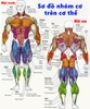 Các nhóm cơ chính trên cơ thể trong tập thể hình