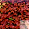 cay-thuy-sinh-tan-de-tai-hong