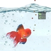 jonsanty-goldfish-feed