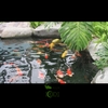 sunsun-cbf-350