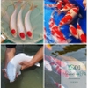 thuc-an-ca-koi-jonsanty-koi-fish-food-series