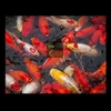 jonsanty-formula-koi-fish-feed