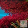 cay-thuy-sinh-vay-oc-do-rotala-super-red