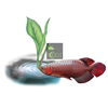 ocean-free-0-arowana-disease