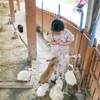 Đầm hoa cổ tim