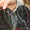 calathea-roseopicta-dottie-cay-duoi-cong-1