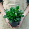 Peperomia obtusifolia (Baby Rubber/Trường sinh)