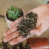 Potting Mix (Cacti & Succulent)