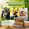 Máy sấy thực phẩm gia đình 5 khay, hẹn giờ sấy khô tự ngắt. Thương hiệu Mỹ cao cấp Septree DBC-05A