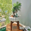 Đôn gỗ [Wooden Plant Stand] (D25H19 Caramel)