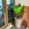 Đại Phú Gia Chậu Ly [Green Aglaonema Tree w Tall Planter]