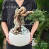 Tùng Bồng Lai Ôm Đá