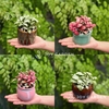 Lá may mắn [Chậu mini nhiều màu]
