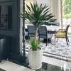 Phát Tài Núi cổ thụ Chậu Xám lớn [Dragon Tree w Grey Planter]