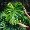 Monstera [size 140] Chậu nhựa