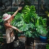 Monstera [size 140] Chậu nhựa