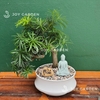Tùng vạn niên Dáng Long [Chậu DL23]