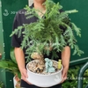 Tùng Bồng Lai [size trung]