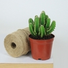 XR Thanh Sơn nhỏ [Small Fairy Castle Cactus in Nursery Pot]